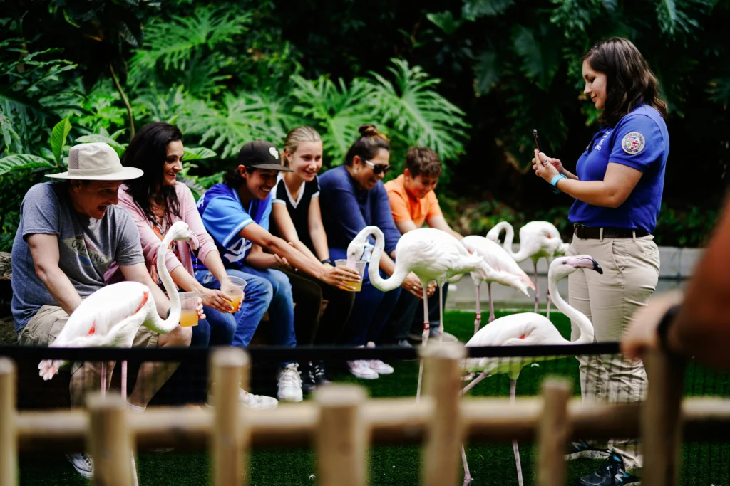 People feeding white swans at LA Zoo