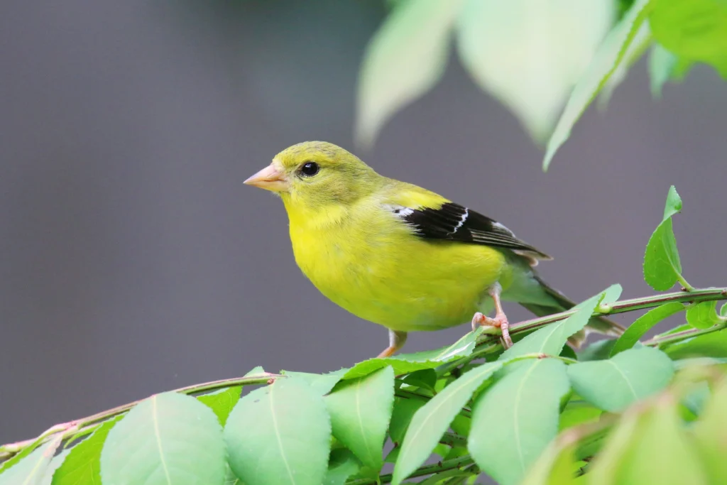 Close up of American goldfinch