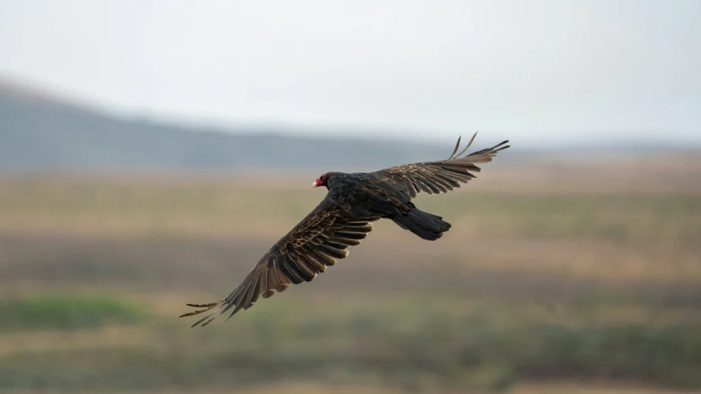 In-flight shot of a vulture
